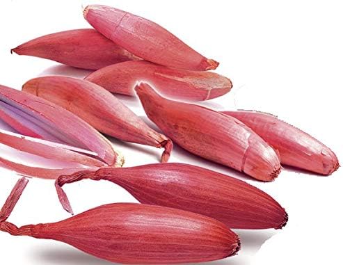 Seeds Red Shallot Onion Heirloom Vegetable for Planting Non GMO
