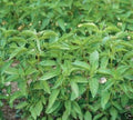 Basil Lime Great Garden Herb Seeds by Seed Kingdom (1,000 Seeds)