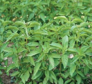 Basil Lime Great Garden Herb by Seed Kingdom 8,000 Seeds