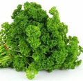 Parsley, Triple Curled Parsley Seeds, Heirloom Non GMO, 100 Seeds,Parsley Seeds, Heirloom, Non GMO,Parsley Seeds