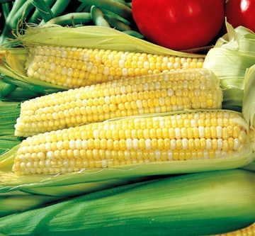 Park Seed Variety of Corn Seeds, Non-GMO Vegetable Seeds for Planting, Easy to Grow, Perfect for Harvesting, Ambrosia Hybrid, Pack of 200