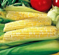 Park Seed Variety of Corn Seeds, Non-GMO Vegetable Seeds for Planting, Easy to Grow, Perfect for Harvesting, Ambrosia Hybrid, Pack of 200