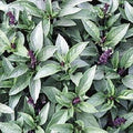Basil Thai Great Garden Herb Seeds by Seed Kingdom (8,000 Seeds)
