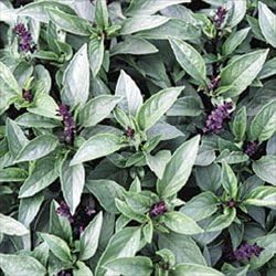Basil Thai Great Garden Herb by Seed Kingdom 200 Seeds