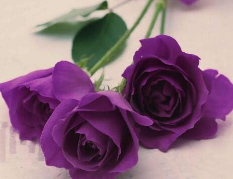 100+ Rare Rose Seeds Mixed Colors Flowers Garden Planting