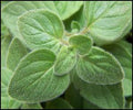 Oregano Greek Great Garden Herb by Seed Kingdom Bulk 10,000 Seeds