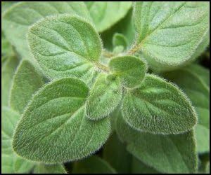 Oregano Greek Great Garden Herb by Seed Kingdom (1,200 Seeds)