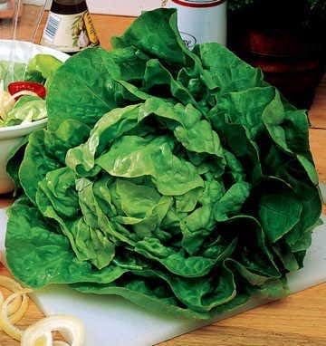 Park Seed Lettuce Salad Mix Edible Plant Seeds, Easy to Grow, Perfect for Spring Gardens, Butter Crunch, Pack of 1000