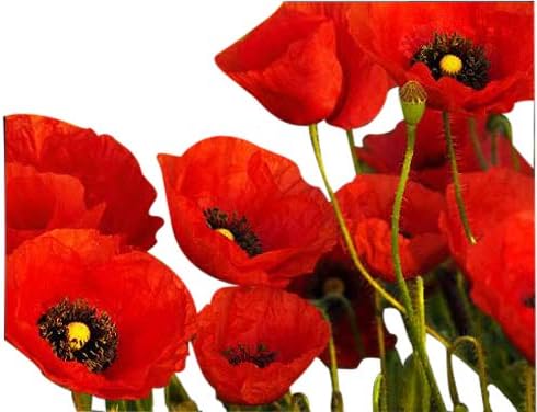 US Native Wildflower Mix - Annuals and Perennials Approx. 6500+ Seeds