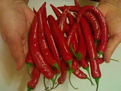 Seeds Fire Hot Pepper Chili Heirloom Vegetable for Planting Non GMO