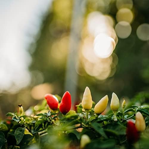 Prairie Fire Dwarf Chile (Hot) Pepper - 25 Seeds - Heirloom Variety, Great for Containers, Patios, Raised Beds, Non-GMO, USA-Grown Chili Seeds for Planting in The Home Garden, Thresh Seed Company