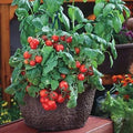 Park Seed Variety of Tomato Seeds, Planting Vegetables, Easy to Grow, Non-GMO, Perfect for Harvesting, Red Robin, Pack of 250