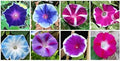 Morning Glory Flower Climbing Vine Seeds for Planting - 100 Seeds per Packet (Mixed Color)