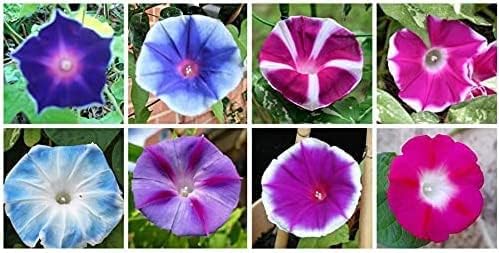 Morning Glory Flower Climbing Vine Seeds for Planting - 100 Seeds per Packet (Mixed Color)