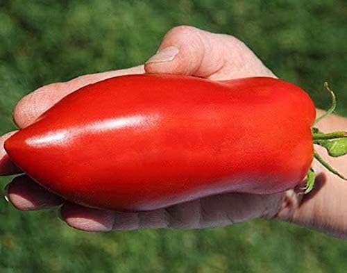 NIKA SEEDS - Seeds Vegetable Tomato Pepper-Shaped - 25 Seeds