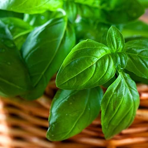 Large Leaf Basil Seeds 700+ Seeds for Planting Non-GMO