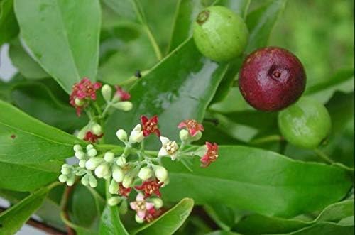 Indian Sreeghandha Seeds for Planting, Aromatic & Hardy Variety, Fast Germination, High Yield, Easy to Grow, Low Maintenance Herb for Home Garden, Pots, Backyard & All Climate Zones