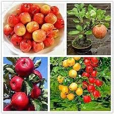 Generic Fresh 30pcs Apple Fruit Seeds for Planting Mixed 1