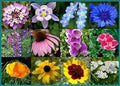 Dirt Goddess Super Seeds ~ Deer Resistant Wildflower Seed Mix (1 lb) Non GMO