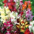 Park Seed Snap Dragon Flower Plant Seeds – Circus Clowns Mix with Bright Bicolor Blooms, Pollinator-Friendly Summer Color for Beds and Borders, Medium-Tall Classic Variety, Easy to Grow, Pack of 100