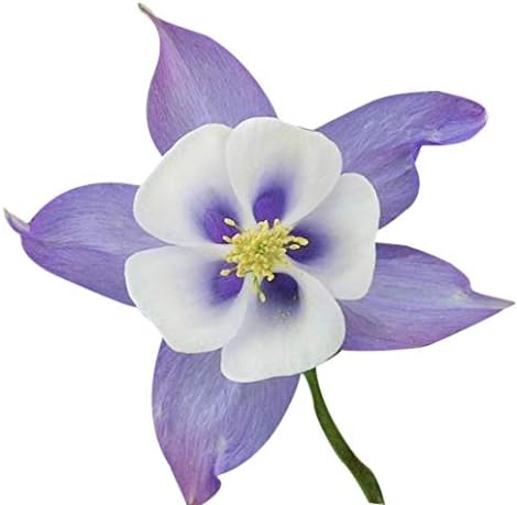 US Native Wildflower Mix - Annuals and Perennials Approx. 6500+ Seeds