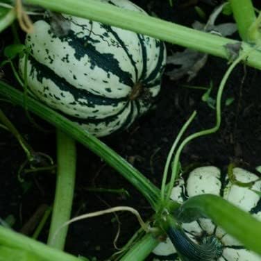 Sweet Dumpling Acorn Squash - 25 Seeds - Heirloom & Open-Pollinated Variety, Easy-to-Grow, Non-GMO Vegetable Seeds for Planting Outdoors in The Home Garden, Thresh Seed Company