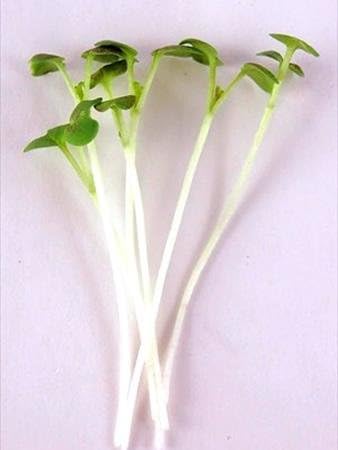 Osaka Purple Mustard Gardening Seeds: 1 Oz - Non-GMO Seeds for Microgreens, Micro Herb Greens, Vegetable Garden