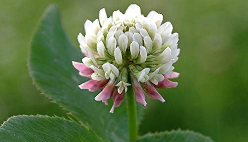 White Clover Seeds, Nitro-Coated and Inoculated, 1 Pound by Seeds2Go