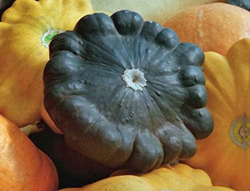 NIKA SEEDS - Seeds Vegetable Black Patty Pan Squash Scallop Zucchini - 5 Seeds