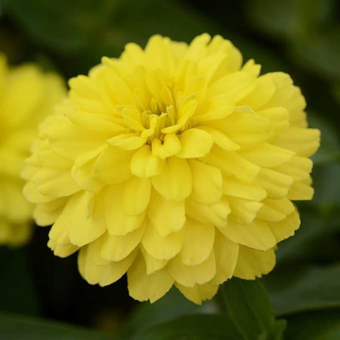 Eden Brothers Zinnia Seeds - Zahara Double Yellow