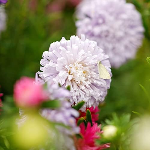 Eden Brothers Cleome Seeds - Mixed Colors