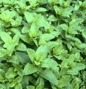 Peppermint Great Garden Herb by Seed Kingdom Bulk 4,000 Seeds