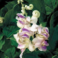 Park Seed Fragrant Corkscrew Vine Seeds, Primrose, Shell-Pink Tones and Silvery, Pack of 5 Seeds