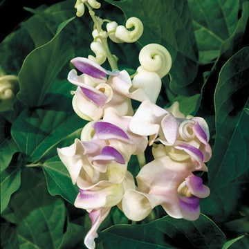 Park Seed Fragrant Corkscrew Vine Seeds, Primrose, Shell-Pink Tones and Silvery, Pack of 5 Seeds
