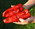 CEMEHA SEEDS - Seeds Giant Sweet Bell Pepper Red Horn Non GMO Vegetable for Planting
