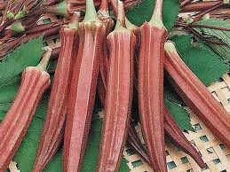 Okra RED Burgundy Great Heirloom Vegetable by Seed Kingdom 150 Seeds