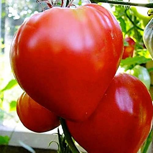 NIKA SEEDS - Seeds Vegetable Red Bulls Heart Beefsteak Tomato - 40 Seeds