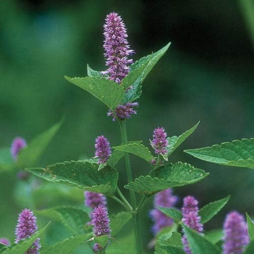 Anise Hyssop Seeds (Agastache foeniculum) – 500+ Non-GMO Heirloom Herb & Flower Seeds for Planting, Fragrant Licorice Mint Wildflower, Attracts Bees & Butterflies, by Isla’s Garden Seeds, Gift Idea