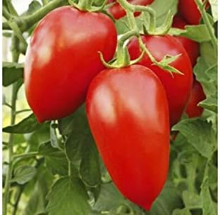 NIKA SEEDS - Seeds Vegetable Tomato Pepper-Shaped - 25 Seeds