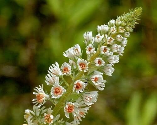 KIRA SEEDS - Seeds Reseda - Garden Mignonette - Heirloom Herb - GMO Free