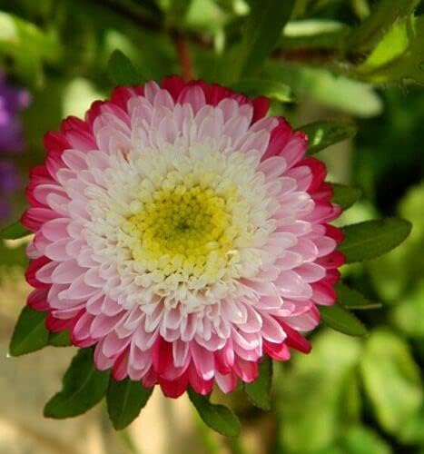 Seeds Flowers Aster Winter Cherry Annual - 100 Seeds