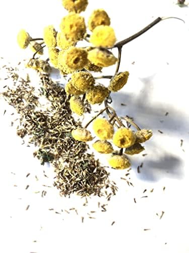 Organic Tansy Seeds (Tanacetum vulgare) 500 Seeds (0.1 Grams)