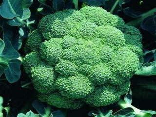 Vegetable Garden Seeds for Planting - Grow Heirloom Vegetables (Waltham Broccoli)