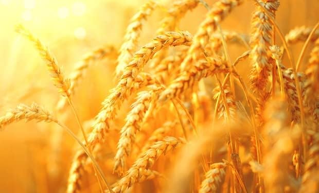 CZ Grain Food Plot Seeds for Planting - Grow Food for Deer, Turkey, Elk, Phesants, Quail and Other Wild Game (Wheat - 8 Oz.)
