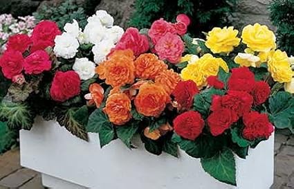 Park Seed Nonstop Mix Begonia Seeds — Pack of 40 Pelleted Flower Seeds, Shade-Loving Annual Begonias for Containers and Garden Beds, Multi-Color Bloom Mix
