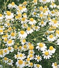 Chamomile German Great Garden Herb by Seed Kingdom (2,000 Seeds)