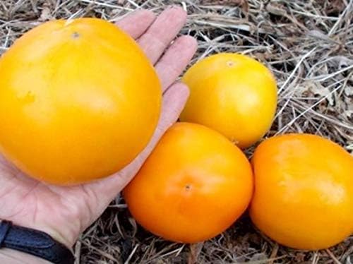 NIKA SEEDS - Seeds Vegetable Beefsteak Tomato Lemon Giant - 40 Seeds