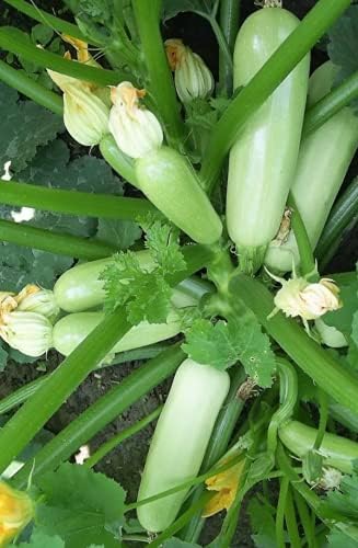 CEMEHA SEEDS - Seeds Zucchini Courgette Squash Bush Type 36 Days Non GMO Vegetable for Planting