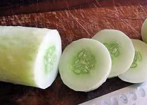 30 White Wonder Sweet Cucumber Seeds, Heirloom Non-GMO, a.k.a. Albino, Ivory King, Jack Frost, Landreths White Slicing, Cucumis sativus, from USA