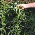 Park Seed Orient Wonder Yardlong Bean Seeds – Chinese Long Bean Variety, Tender 15–18 Inch Pods, Heavy Yields, Fast-Growing Vines for Vertical Gardening and Stir-Fries – Pack of 100